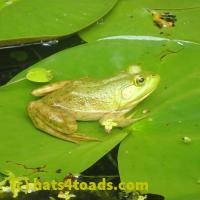/home//u458753944/public_html/sourcegallery//Frogs/More bullfrogs/P7140833.JPG